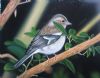 bird-painting-099