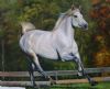 horse-painting-015