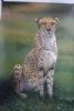 leopard-painting-004
