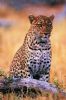 leopard-painting-015