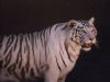 tiger-painting-009