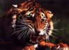 tiger-painting-012