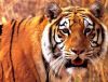 tiger-painting-017