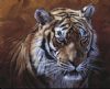 tiger-painting-022