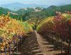 vineyard-painting-041