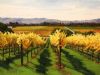 vineyard-painting-091
